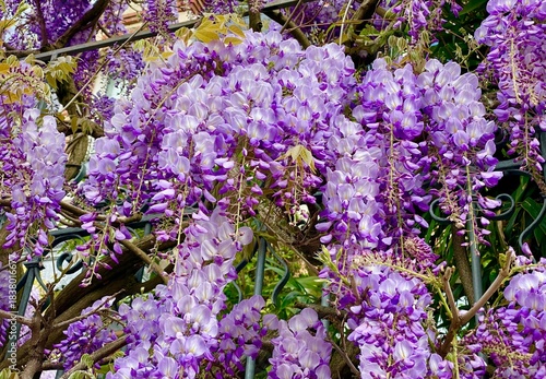 beautiful wisteria flowers in bloom in Fontainebleau town
