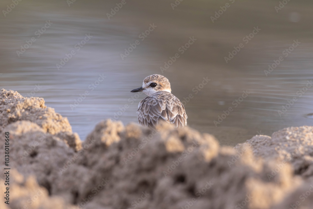 Fototapeta premium Plovers are members of a widely distributed group of wading birds
