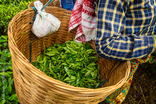 View of lush green tea plantations filling with the tea  leaves in to the basket in a tea garden by a woman tea leaf plucking labour