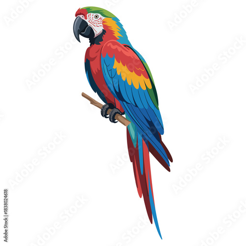 blue and yellow macaw