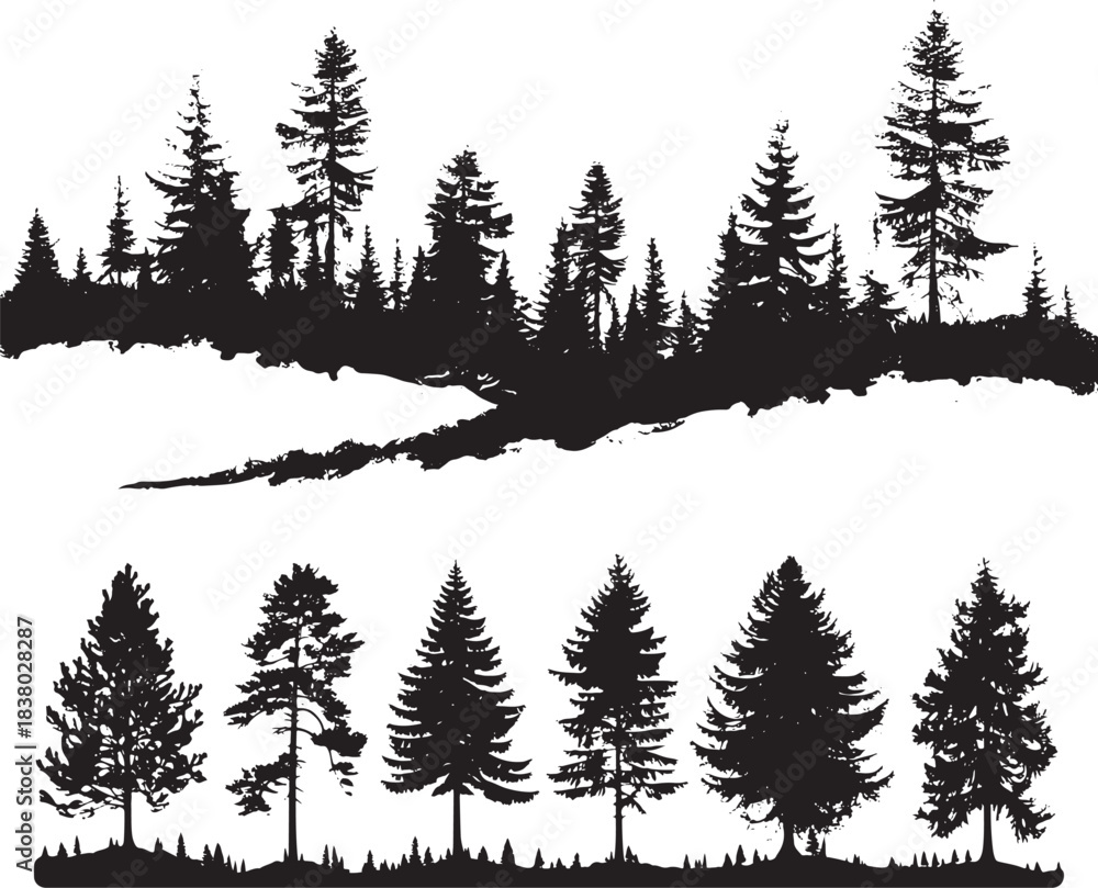 Fototapeta premium Pine trees silhouettes