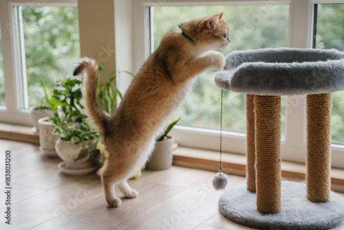 Photos The cat jumps on the scratching post