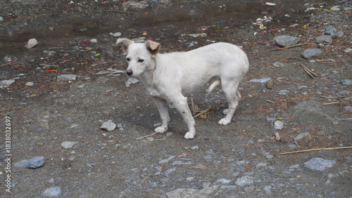 White mixed-breed dog standing alert on rocky, dirty ground with scattered stones, alertness concept.