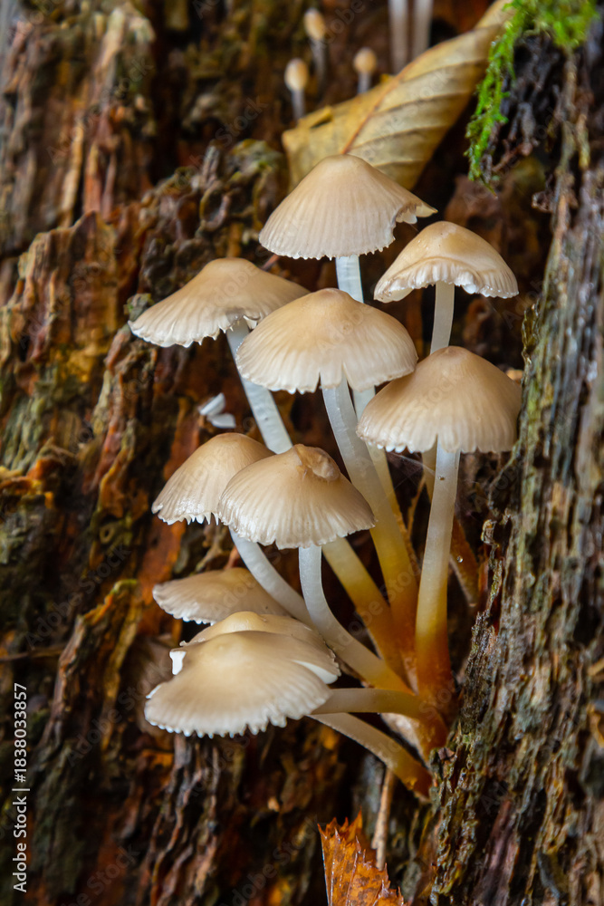Fototapeta premium Cluster of Psathyrella and Mycena galericulata mushrooms growing on decaying wood in a damp forest during autumn