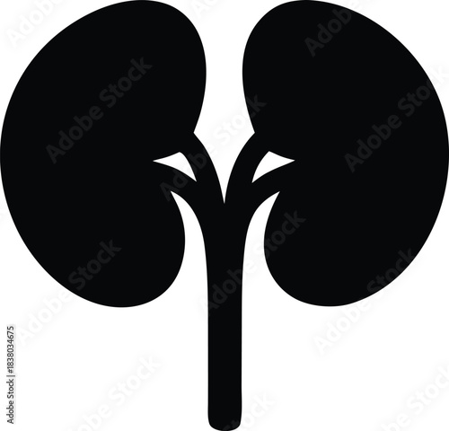 Human kidney anatomy graphic, renal system organ vector silhouette