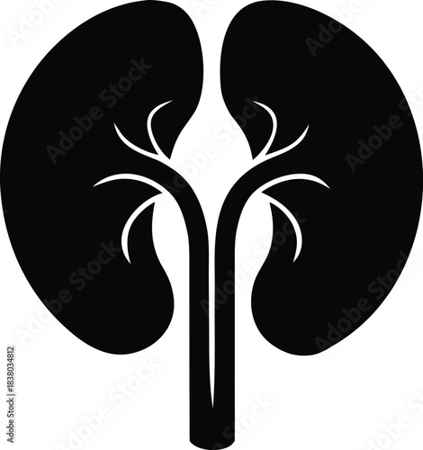 Kidney silhouette vector illustration, human internal organ graphic element