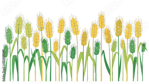 Golden and Green Wheat Stalks Field Rows Against a Dark Background Ready for Harvest Rural Agriculture Scene
