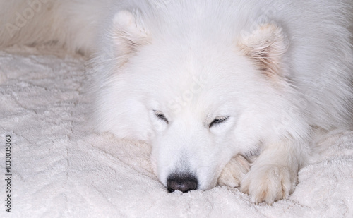 sleeping samoyed dog on fluffy white blanket
