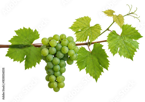 Vibrant grapevine branch with clusters of round, unripe light green grapes and lush deep green leaves, horizontally against a transparent background with copy space, clean botanical study concept