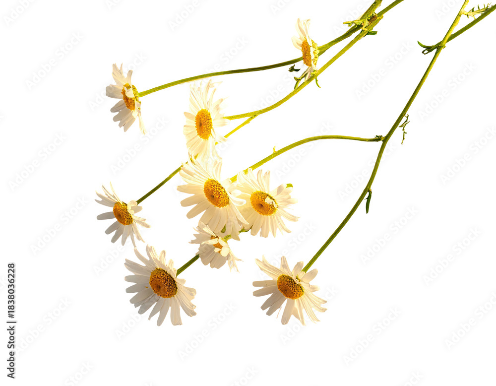 Fototapeta premium Close-up of delicate white daisies with yellow centers and green stems on black background