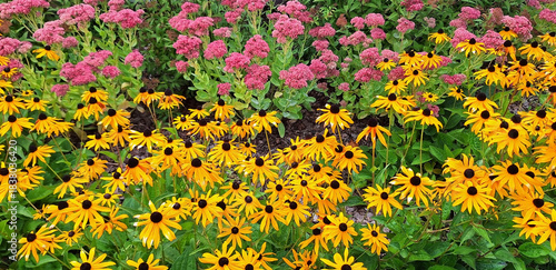Pink hylotelephium flowers and yellow rudbeckia flowers bloom in a flowerbed. Panorama.