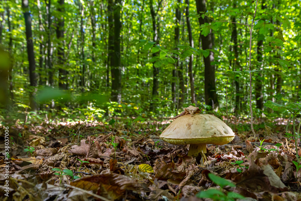 Fototapeta premium Mysterious Amanita phalloides and Gyroporus cyanescens found in a forest setting with leafy undergrowth
