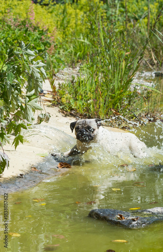 Abkühlung für einen Mops im Badesee