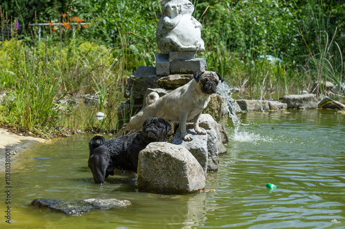 Abkühlung für zwei Mops Freunde am Badesee