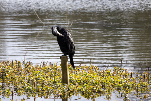 great cormorant on the lake shore