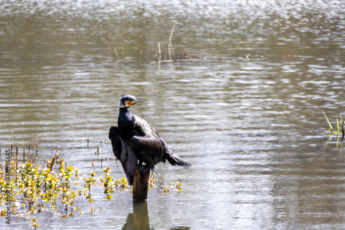 great cormorant on the lake shore