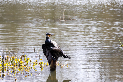 great cormorant on the lake shore