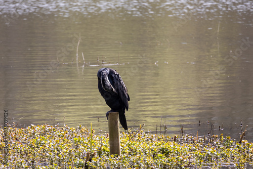 great cormorant on the lake shore