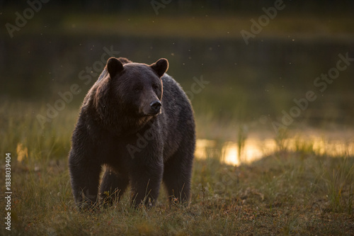 Brown bear at golden sunset light