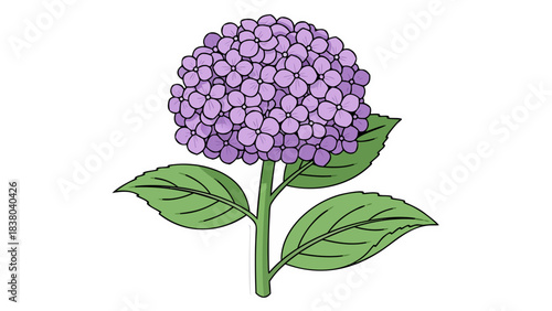 Illustration of a blooming purple hydrangea flower with green leaves and stem on a black background simple elegant botanical artwork vibrant color flora detail nature beauty