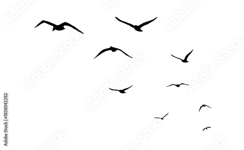 flock of birds silhouette isolated on transparent clear background png	