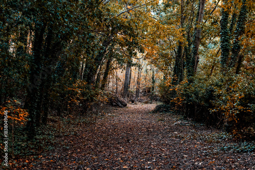 Autumn forest path in Monasterio de Piedra, Spain