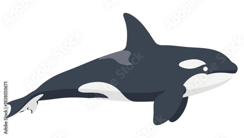 Orca Killer Whale Sea Marine Animal Illustration Simple Flat Design With Black Background