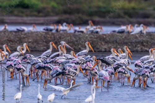 Painted storks flock together to herd small aquatic animals in salt fields along with other water birds.