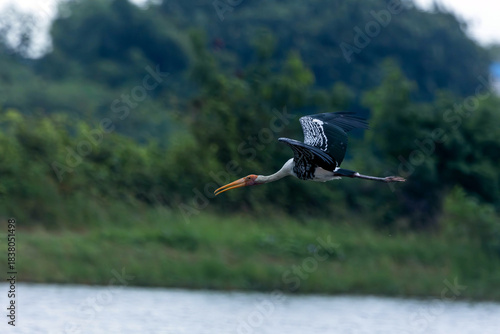 The painted stork is a large wader in the stork family
