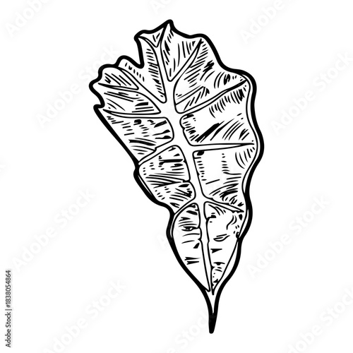 Alocasia flower leaf. Sketch vector hand drawn. Evergreen tropical plant. Exotic. Curved carved leaves. Foliage. Botany, flora. Botanical illustration. Engraved line art.