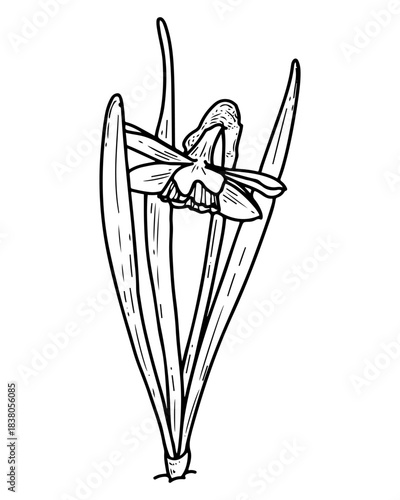 Narcissus flower with leaves. Sketch vector hand drawn. Blooming bud. Spring season. Garden bulbous plant growing from the ground. Botany, flora, nature. Botanical illustration. Engraving line art.