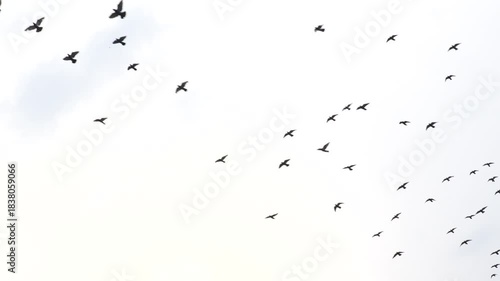 Wallpaper Mural a flock of flying pigeons in the sky Torontodigital.ca