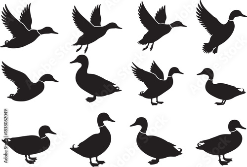 Collection of duck silhouettes in various poses