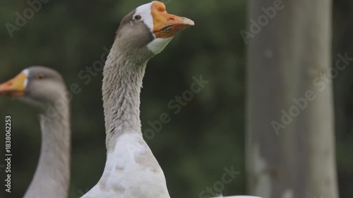 Domestic geese walking in a green field