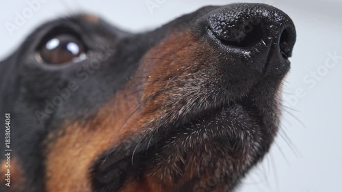 An extreme close-up of a black and tan dachshund's snout and face shows fine detail of its nose, whiskers, and fur texture against a softly blurred background