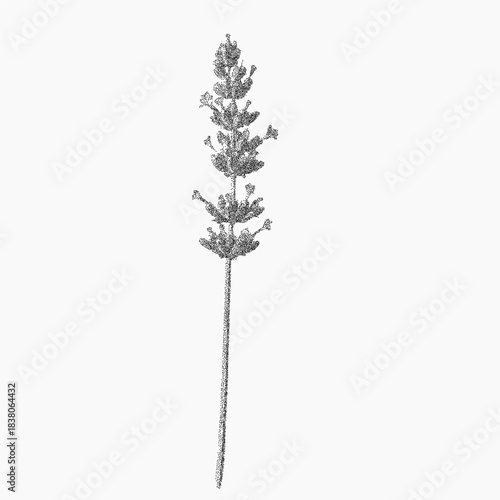 A small branch of lavender. Rough brush form with grain dust, faded grit, and paper blotch texture. Ink shadows and scattered speckles complete the vintage effect.