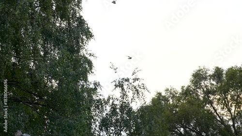 Wallpaper Mural a flock of pigeons flies down from a tree in the park Torontodigital.ca