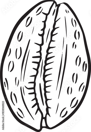 Hand drawn clipart illustration of seashell shell mollusc seaside shellfish
