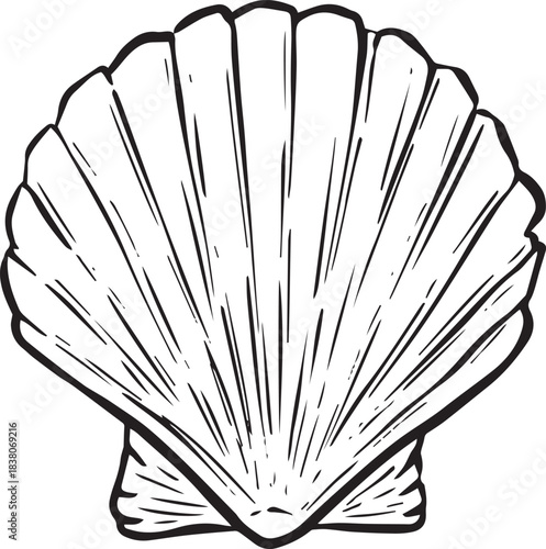 Hand drawn clipart illustration of seashell shell mollusc seaside shellfish