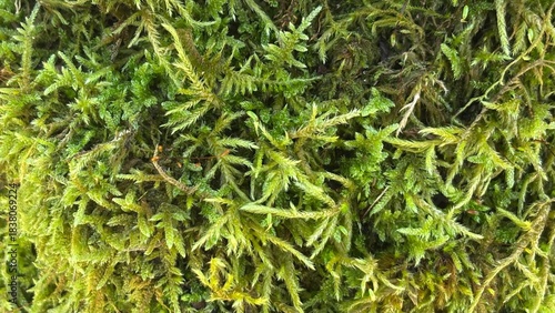 close up of a green moss