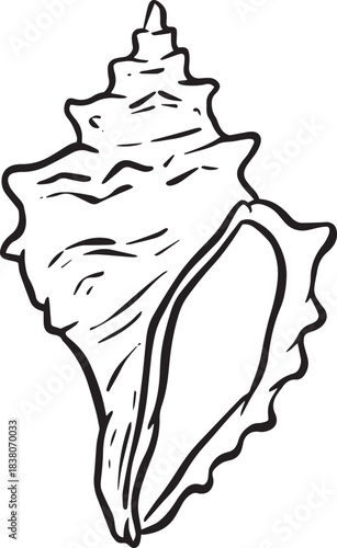 Hand drawn clipart illustration of seashell shell mollusc seaside shellfish
