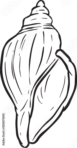 Hand drawn clipart illustration of seashell shell mollusc seaside shellfish