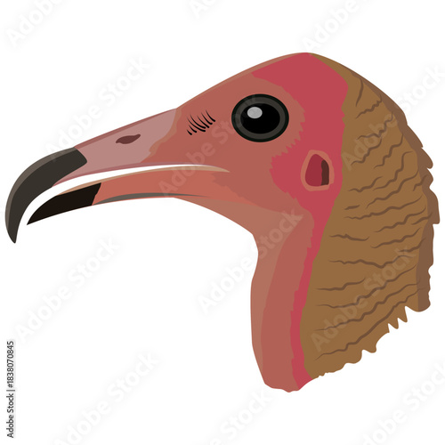 hooded vulture beak and head.