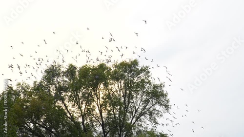 Wallpaper Mural a large flock of pigeons in the park Torontodigital.ca