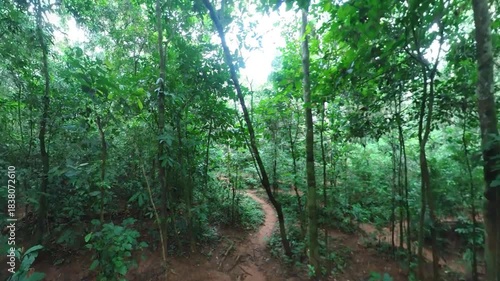 Wild jungle on the Congo Basin rainforest in the democratic republic of Congo.