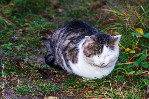 Calm Outdoor Cat Resting Peacefully on Green Grass in Nature
