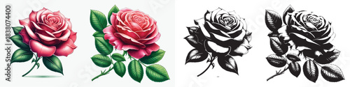 Vector and silhouette set of rose flowers with stems on white background