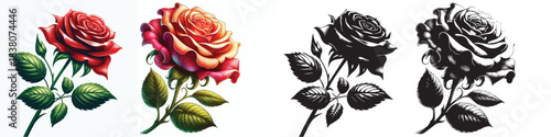 Vector and silhouette set of rose flowers with stems on white background