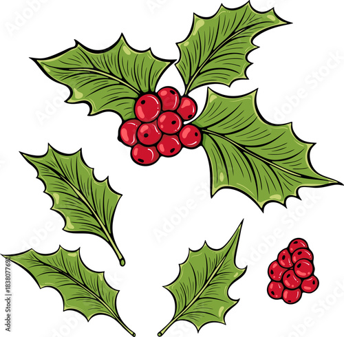 Christmas holly set with green leaves and red berries. Includes separate leaves and berries. For holiday decoration. Simple vector color illustration with outline in hand drawn style isolated on white
