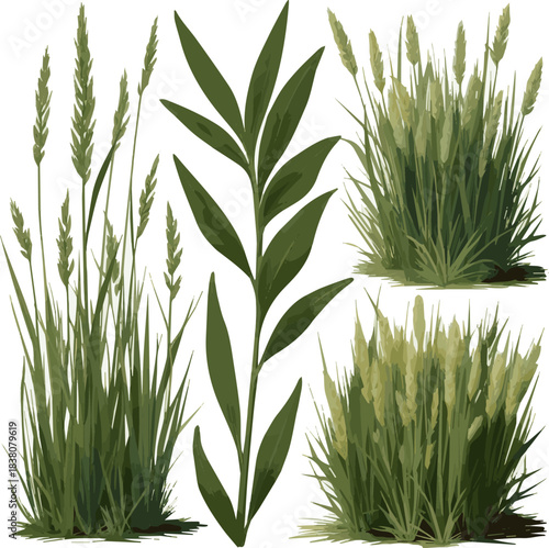 Isolated a kinds of deferent grass vector art with white background.